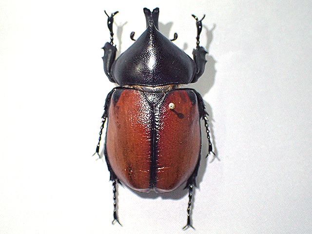 画像: ★セール！フンボルトヒナカブト♂５１mm標本★