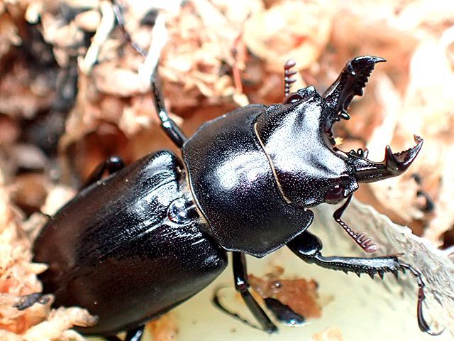 画像: ★セール！徳島県産オニクワガタ♂２１mmペア★