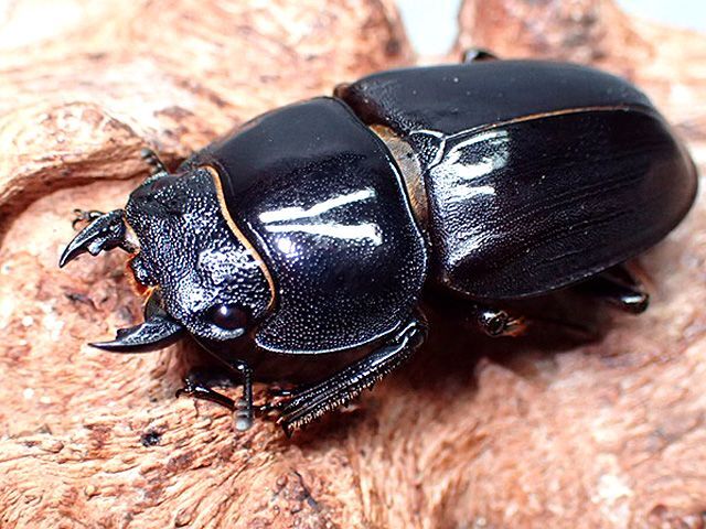 ☆セール！貴重！西表島産／赤翅血統サキシマヒラタクワガタ♂７０mmペア☆ - INSECT ULTIMA