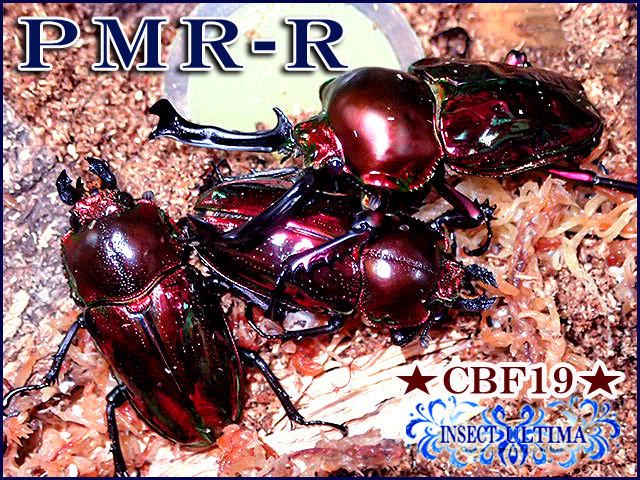 ☆セール！今期最高種親ＰＭＲ-Ｒ血統！ニジイロクワガタ／幼虫４頭セット☆ - INSECT ULTIMA