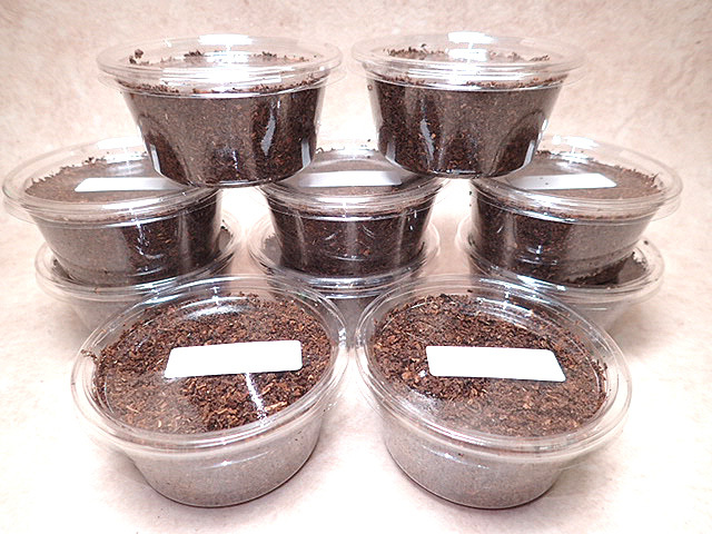 画像: ★セール！スジブトヒラタクワガタ／幼虫１０頭セット★