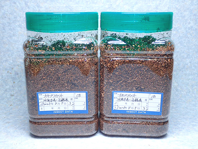 画像: ★貴重！オキナワカブト／３令幼虫ペア：ラスト！★