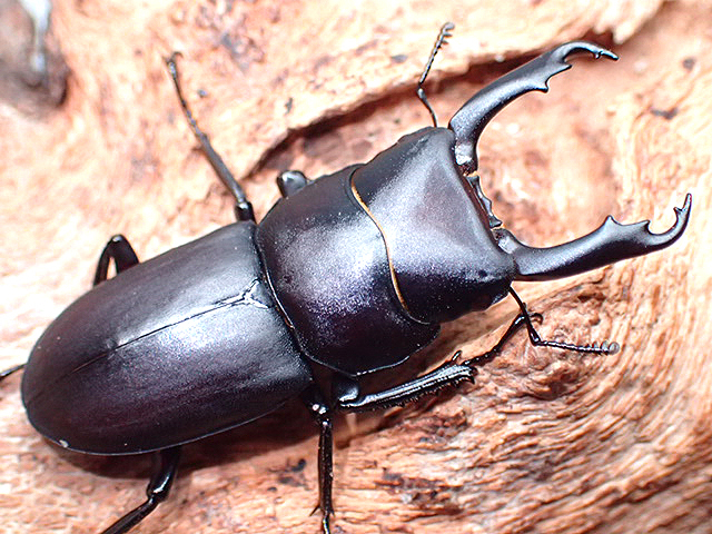 画像: ★セール！ＷＤ！能勢産スジクワガタ♂３４mmペア★