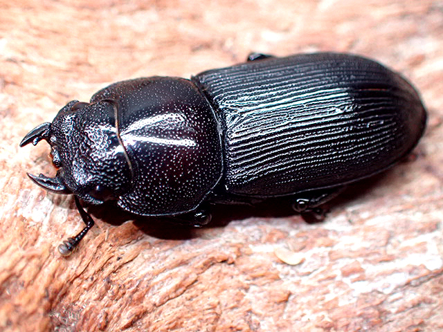 画像: ★セール！ＷＤ！能勢産スジクワガタ♂３４mmペア★