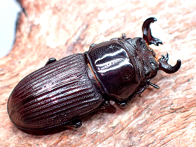 画像: ★セール！貴重！悪石島産ルイスツノ♂１８mmペア★