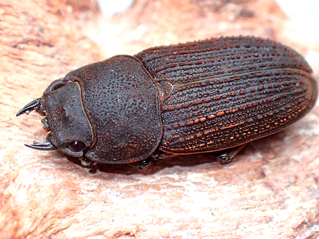 画像: ★セール！貴重！ヤマトサビクワガタ♂２６mmペア★