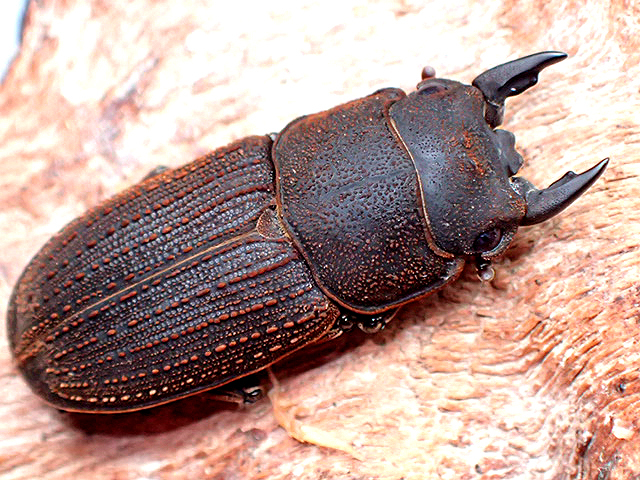 画像: ★セール！貴重！ヤマトサビクワガタ♂２６mmペア★