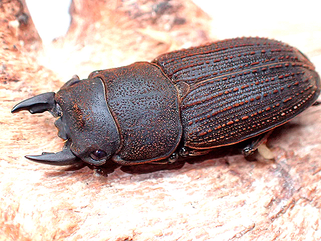 ☆セール！貴重！ヤマトサビクワガタ♂26mmペア☆ - INSECT ULTIMA