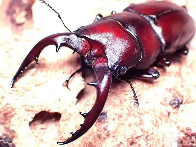 画像1: ★セール！貴重！西表島産ヤエヤマノコギリ／幼虫４頭セット★