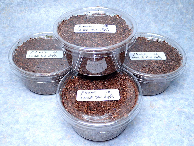 画像: ★セール！貴重！西表島産ヤエヤマノコギリ／幼虫４頭セット★