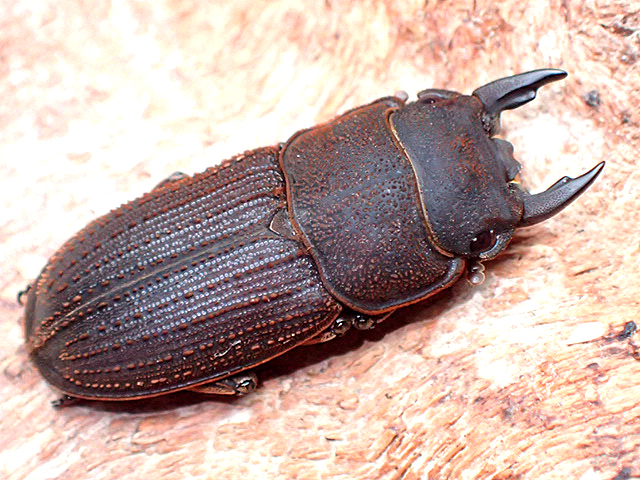画像: ★セール！貴重！ヤマトサビクワガタ♂２４mmペア★