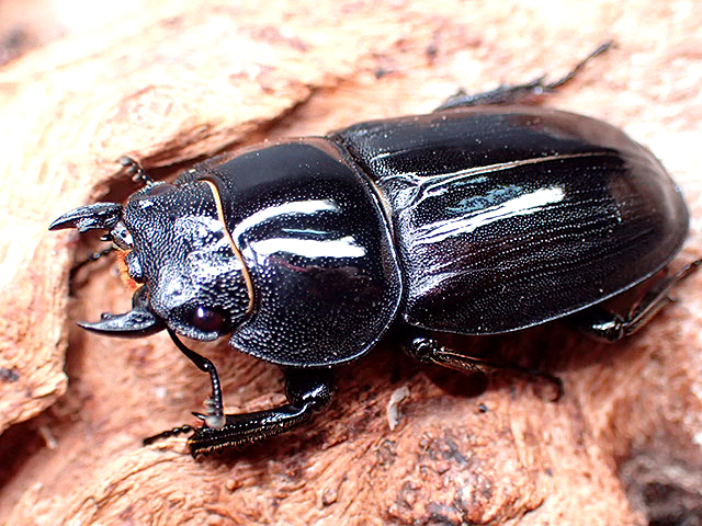 画像: ★セール！久米島産！オキナワヒラタクワガタ♂５７mmペア★