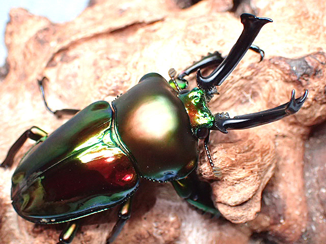 画像: ★セール！ニジイロクワガタ♂５４mmペア★