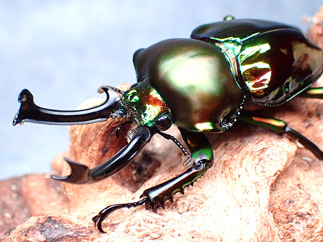画像1: ★セール！ニジイロクワガタ♂５４mmペア★