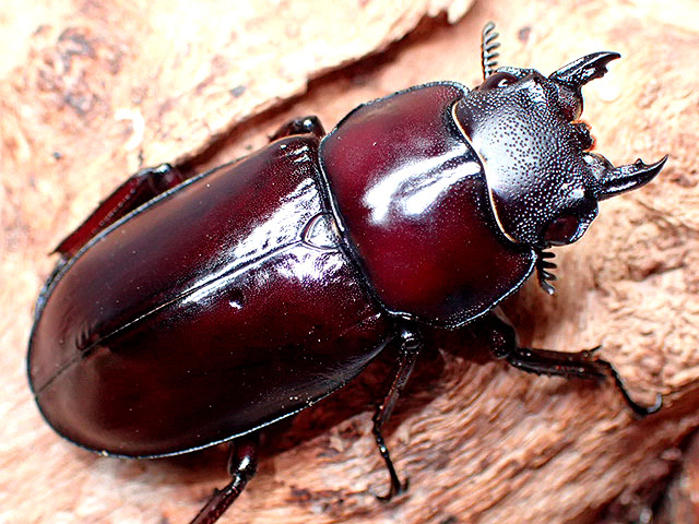 画像: ★セール！アルナーチャル産Ｈｘ,フォルスターssp,ニシ♀３７mm単品★