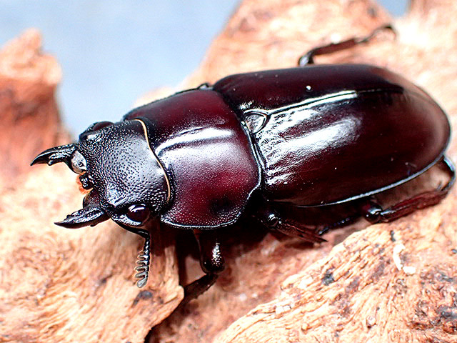 画像1: ★セール！アルナーチャル産Ｈｘ,フォルスターssp,ニシ♀３７mm単品★