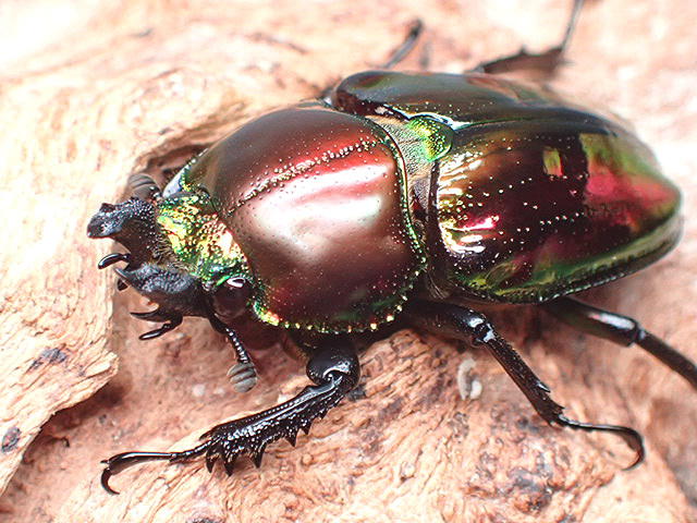 画像: ★セール！ニジイロクワガタ♂５４mmペア★