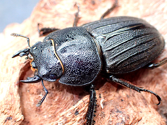 画像: ★奄美大島産スジブトヒラタクワガタ♂５６mmペア★