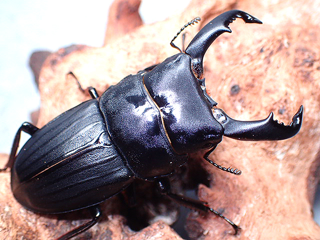 画像: ★奄美大島産スジブトヒラタクワガタ♂５６mmペア★