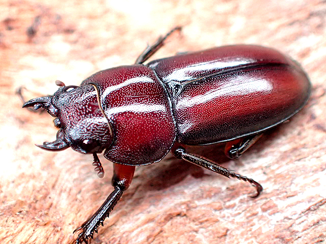 画像1: ★ＭＦ,カプレコルヌス♀２１mm単品★