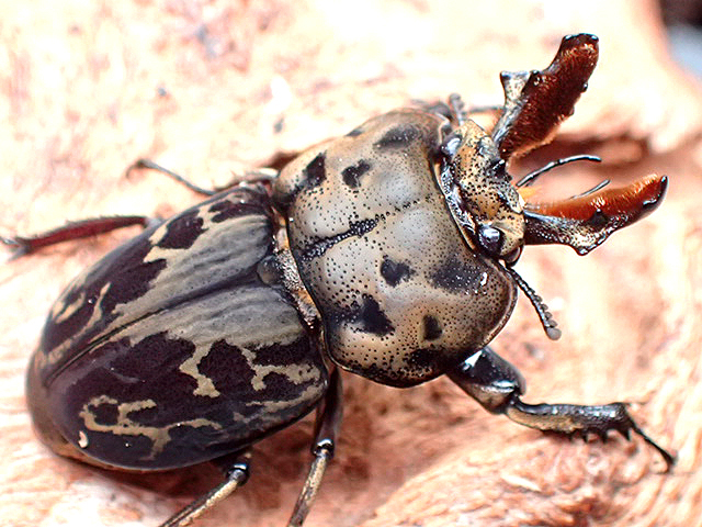 画像: ★ムナコブクワガタ♂２６mmペア★