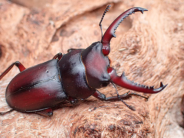 画像: ★セール！D,メリディオナリス♂３５mm単品★