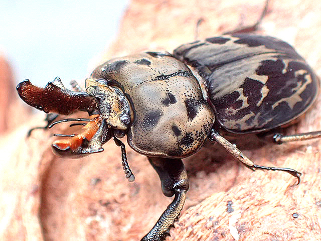 画像1: ★ムナコブクワガタ♂２６mmペア★