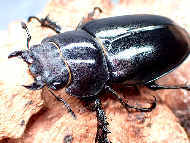 画像1: ★ユダイクスミヤマクワガタ♀４５mm単品★