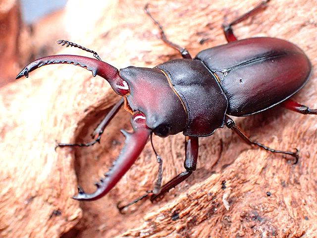 画像1: ★セール！D,メリディオナリス♂３５mm単品★