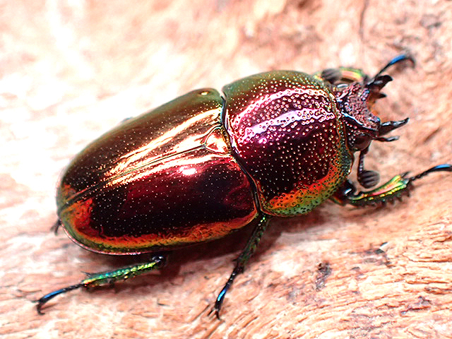 画像: ★セール！La,ラトレイユ♀１９mm単品★