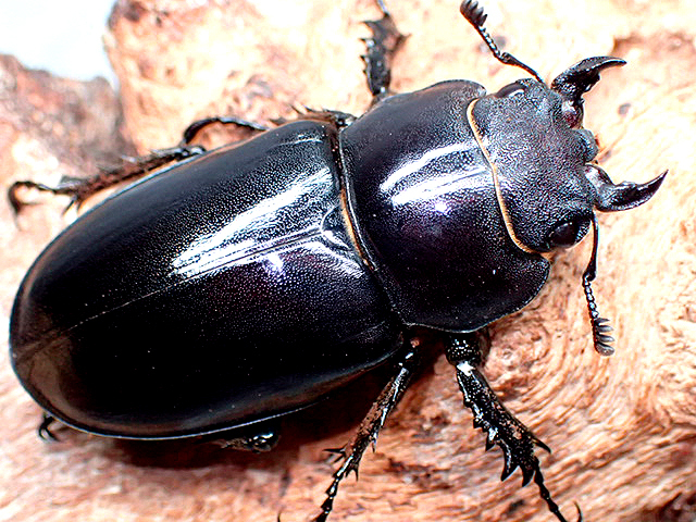 画像: ★ユダイクスミヤマクワガタ♀４５mm単品★