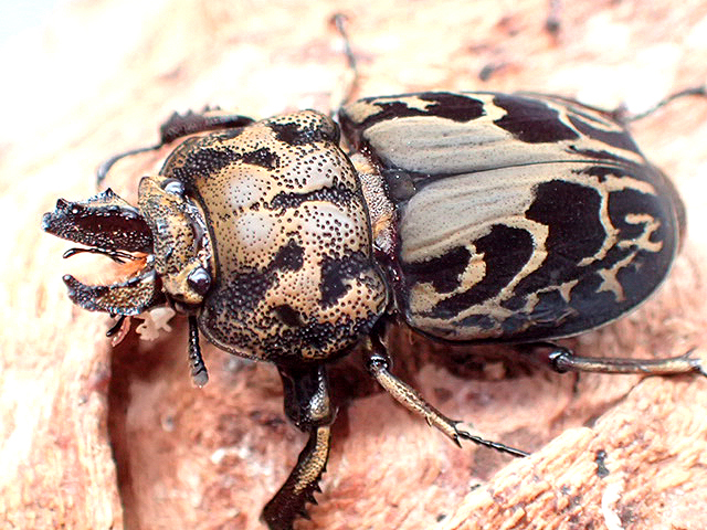 画像: ★ムナコブクワガタ♂２６mmペア★