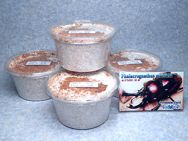 画像: ★今期最高種親ＰＭＲ-Ｒ血統！ニジイロクワガタ／幼虫４頭セット★