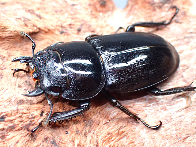 画像: ★ＷＤ！ツシマヒラタクワガタ♂４８mmペア★