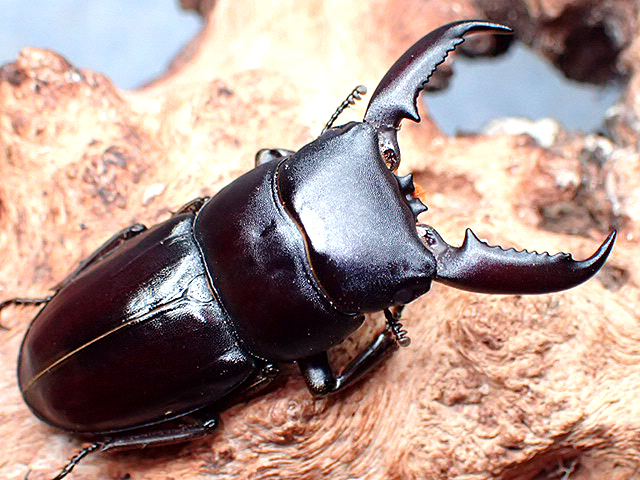 画像: ★ＷＤ！ツシマヒラタクワガタ♂４８mmペア★