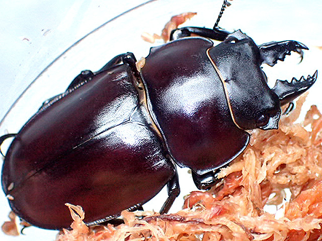 画像: ★セール！西表島産！ヤエヤママルバネクワガタ♂４２mmペア★