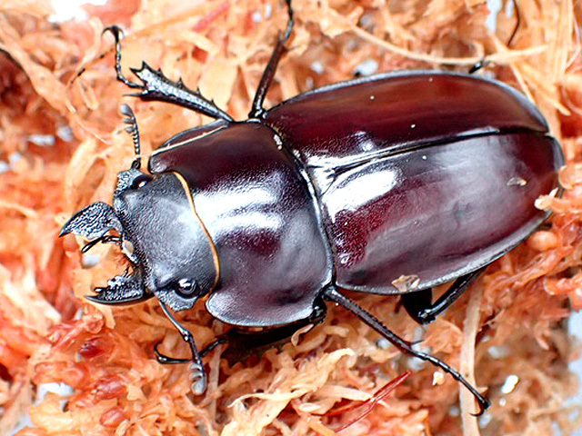 画像: ★セール！西表島産！ヤエヤママルバネクワガタ♂４２mmペア★