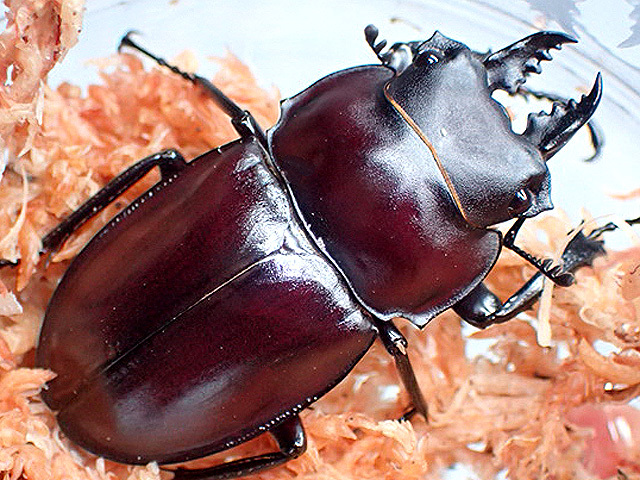 画像: ★セール！西表島産！ヤエヤママルバネクワガタ♂４１mmペア★