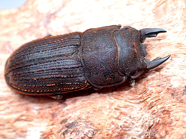 画像: ★貴重！ヤマトサビクワガタ♂２７mmペア★