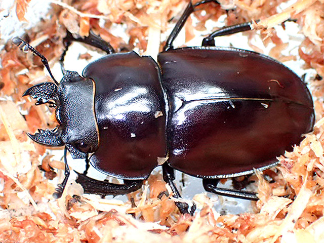 画像: ★セール！西表島産！ヤエヤママルバネクワガタ♂４１mmペア★