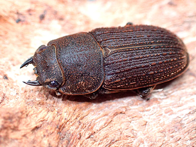 画像: ★貴重！ヤマトサビクワガタ♂２７mmペア★