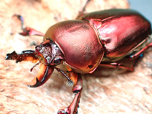 画像1:  ★セール！La,アウラタsspタスマニア♂３０mmペア★