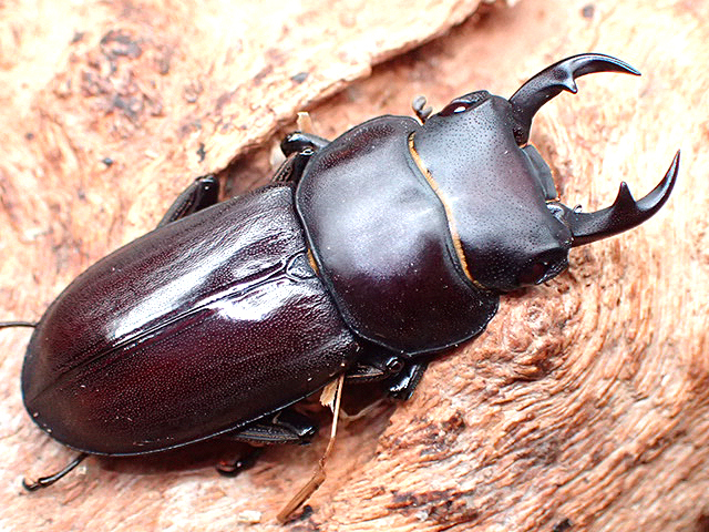 画像: ★トクノシマコクワ♂３５mmペア★