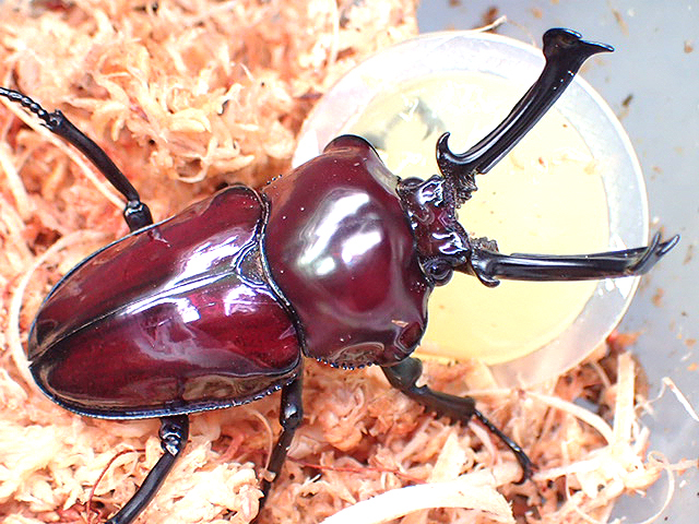 画像: ★セール！ＰＭ-ＰＮＫ／ピンク系！ニジイロクワガタ♂５７mmペア★