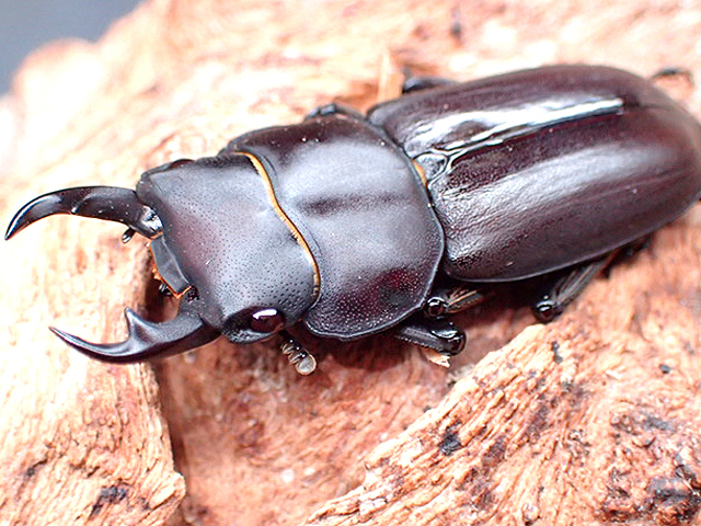 画像1: ★トクノシマコクワ♂３５mmペア★