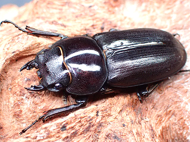 画像: ★トクノシマコクワ♂３５mmペア★