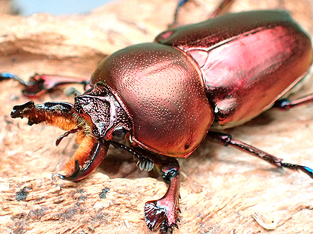 画像1:  ★セール！La,アウラタsspタスマニア♂２８mmペア★