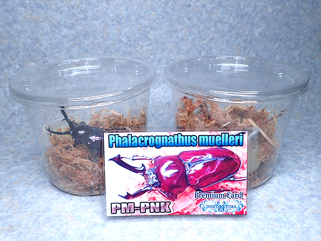 画像: ★セール！ＰＭ-ＰＮＫ／ピンク系！ニジイロクワガタ♂５７mmペア★