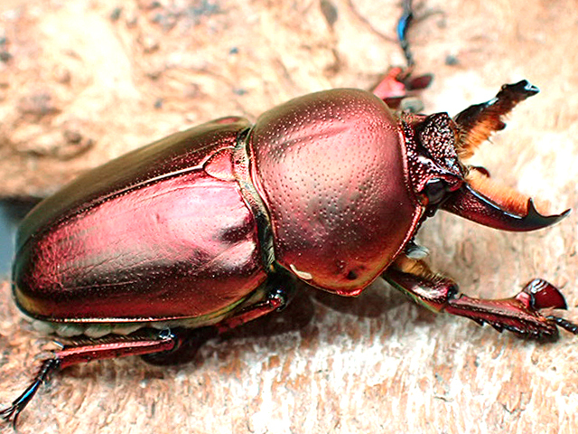 画像:  ★セール！La,アウラタsspタスマニア♂３０mmペア★