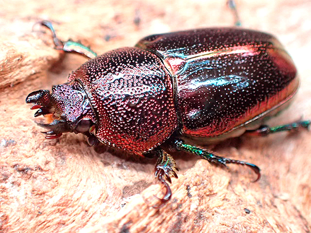 画像:  ★セール！La,アウラタsspタスマニア♂３０mmペア★